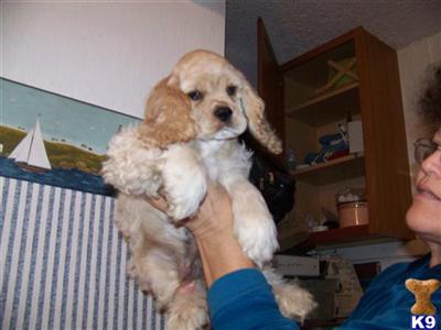 Cocker Spaniel Puppies for Sale